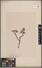 Foto von Salix caprea L.